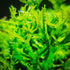 PLANTEREST BUY2GET1FREE Java Fern Windelov Microsorum Pteropus Loose US Grow Live Aquarium Plant Tropical Freshwater