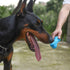 Dog Toothbrush Care Cleaning Stick - Dog Toothbrush Chew Toy Stick for Dog Dental Care- Safe, Bite Resistant Natural