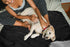30"×40" Waterproof Dog Blanket, Thick Reversible Soft Pet Blankets for Couch Bed Protection, Washable Sherpa Fleece