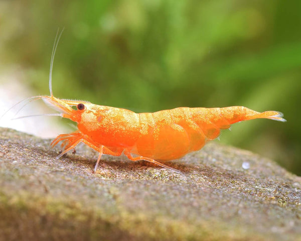 was High Grade Orange Sakura Shrimps Neocaridina Live Freshwater Shrimp Aquarium Inverts