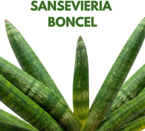 6 inch BubbleBlooms Sansevieria Boncel Starfish Rare Snake Plant