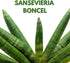 6 inch BubbleBlooms Sansevieria Boncel Starfish Rare Snake Plant