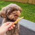 Rena's Recipe Chicken Twisty Sticks, 8 oz - Rawhide Free Chicken Wrapped Soft Chews