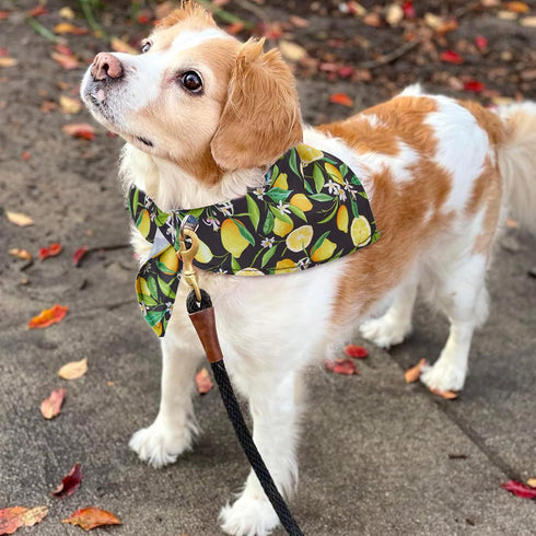72 Packs Summer Dog Bandanas Bulk Buffalo Plaid Cat Bandana Scarf Triangle Fruit Drool Bibs Washable Adjustable