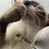 Dog Collar and Cat Chain Necklace, Stainless Steel Adjustable 18K Gold Heart-Shaped Necklace for Small Pets, Gold, 7