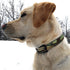 Regal Dog Products Waterproof Camo Hunting Dog Collar with Black Hardware for Small, Medium, Large, or XL Dogs
