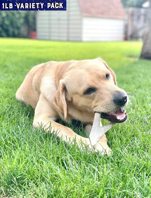 Premium Deer Antler Dog Chew Toys, 1 LB Splits, Points, & Tines