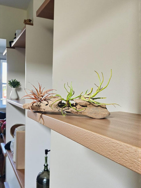 5 Pack Rainforest Grown Assorted Air Plants - Live Tillandsia - Easy Care House Plants - Air Succulents, House Plant