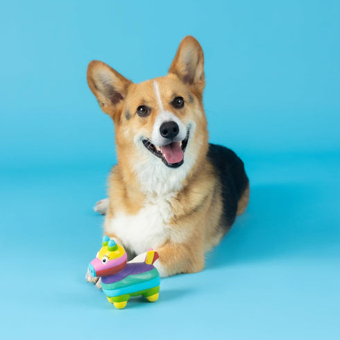 Life'S A Paw-Ty Dog Toy by Fringe Studio, Latex, Pet Shop Collection (366012)