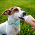 Summer Dog Collar with Bow Tie, Cotton Blue Bowtie Collar for Small Dogs, Comfortable with Metal Buckle, S, 10-16in