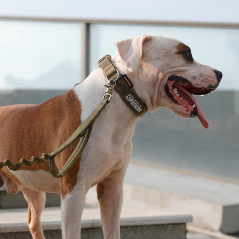 EXCELLENT ELITE SPANKER Tactical Adjustable Nylon Dog Collar - Heavy Duty Military for Small, Medium, Large Dogs (BLK-M)