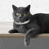 KUDES Dog Cat Pearl Collars, Adjustable Cute Fashion Pet PU Leather Necklace with Crystal Rhinestone for Small Dogs