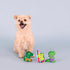 Fringe Studio Plush Dog Toy Set - Rawr-Ing Summer, Small 3 Piece Set, Pet Shop Collection (662089)
