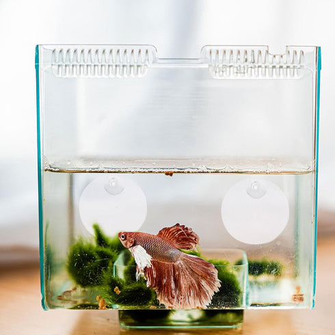 Mipcase 10pcs Betta Training Mirror - Wall Mirror Decor for Small Fish Tank, Single Side Betta Mirrors for Exercise.