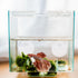 Mipcase 10pcs Betta Training Mirror - Wall Mirror Decor for Small Fish Tank, Single Side Betta Mirrors for Exercise.