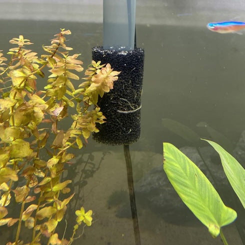 12 Pieces Aquarium Filter Sponge, 0.8" Intake Coarse Sponge Filter for Fish Tank, Protect Fish Fry and Shrimp