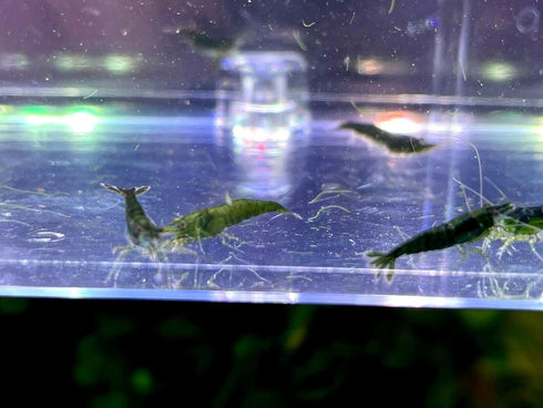 (10 (+2)), Green Jade Shrimps Live Freshwater Shrimp Aquarium Neocaridina Inverts RCS Shrimps Clear,Blue,Green,Random