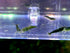 (10 (+2)), Green Jade Shrimps Live Freshwater Shrimp Aquarium Neocaridina Inverts RCS Shrimps Clear,Blue,Green,Random