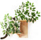 Meowoou Cat Wall Shelves with Leaves, 2 Platform Cat Wall Furniture, Cat
