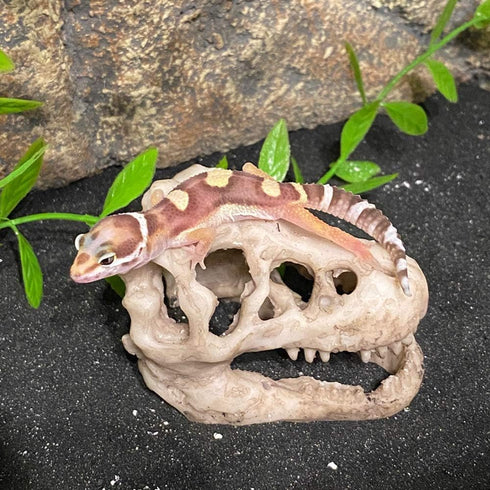 Mini Dinosaur Skull Aquarium Ornament | Resin Tank Decoration for Betta Fish | Small Reptile Hideout with Holes
