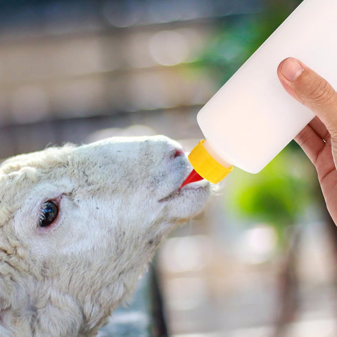 400ml 5PCS Angoily Goat Bottle, Lamb Bottle Goat Feeding, Small Animal Milk Drink for Feeding s, Nursing s Puppies, Pet