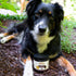 Immune 8 Count Hemp Well Thrive Chews for Dogs Support Hip, Joint, and Heart Health, Promotes and Skin Health, Organic.