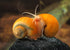 AQUATICBLENDEDFOODS A109 6oz) Super Freshwater Shrimp Food,Calcium,Spirulina,Crayfish & Snail Mix,Cherry Shrimp,Bottom
