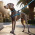 Mile High Life Night Reflective Double Adjustable Band Nylon Small Puppy Pet Dog Combo Collar Leash and Harness Set (Reflective Edge Blue, Large (Pack of 3))