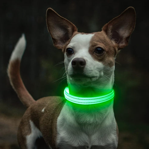 Reflective LED Dog Collar, Rechargeable Light Up Puppy Collar for Night Safety, Ideal as Lighted Cat Collar, X-Small,