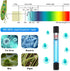 Aquarium Clean Light,3 W mini &13W Submersible Light,Aquarium Water Clean Green Clear Waterproof Clean Lamp for Pond,Swimming Pool,Indoor (13W)
