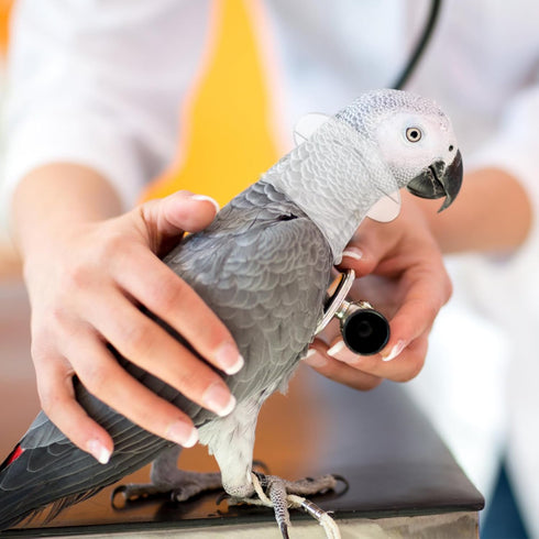 POPETPOP Bird Collar Pet Parrot - Bite Collar, Grab Feather Lick Wound Healing Safety Practical Neck Cover for Macaw