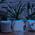 1000PC Glow in The Dark Stones, Luminous Pebbles for Outdoor Decor, Garden, Fish Tank, Walkway, Pathway (Blue)