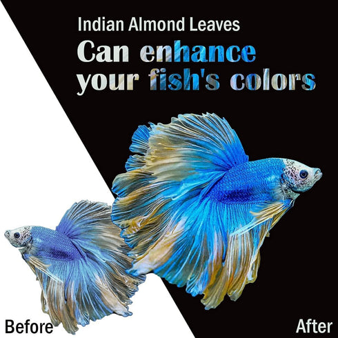 Premium Indian Almond Leaves, Aquarium Decorations, 50g Pack (20-25 Leaves), Rich in Tannin for Shrimp & Betta
