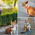 Dog Slip Collar, No Pull Choker Collar for Dogs, Adjustable Martingale Collar for Small Medium Large Dogs