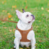 XXS Dog Harness and Leash Set, Adjustable No Pull Puppy Harness with Multifunction Brown Leash & Collar for Small Dogs