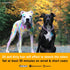 OPAWZ Semi-Permanent Dog Hair Dye, Food-Grade Non-Toxic Pet Hair Dye for Dogs, Cats, and All Pets (Flash Yellow)