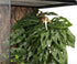 WOLEDOE Reptile Plants for Terrarium, Amphibian Habitat Decor Artificial Hanging Plants with Suction Cup - Fake Swiss
