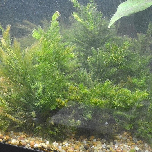 2 1 Marcus Fish Tanks Hornwort Ceratophyllum Live Aquarium Plant Planted Tank Beginner - Buy G F