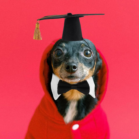 LUOZZY 4 PCS Pet Graduation Caps with Bow Tie, Small Dog Graduation Caps with Red/Gold Tassel, Costume Accessory