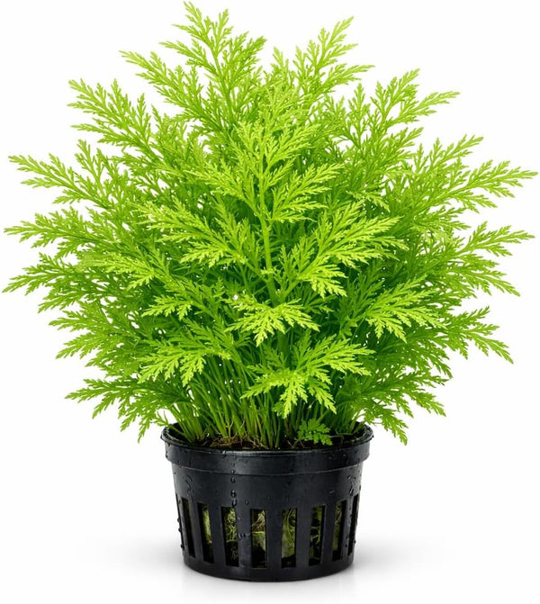 Water Sprite Indian Fern - Live Plants for Fish Tank, Live Aquarium
