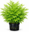 Water Sprite Indian Fern - Live Plants for Fish Tank, Live Aquarium