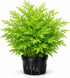 Water Sprite Indian Fern - Live Plants for Fish Tank, Live Aquarium