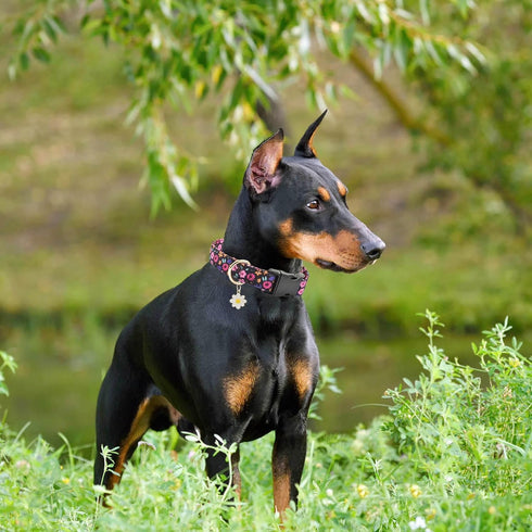 2 PCS Adjustable Cotton Dog Collar, Soft Cute Flower Design - 3 Sizes for Small, Medium & Large Dogs (Flower-4,