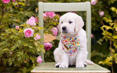 Unique Style Paws Dog Bandanas, 1PC Washable Cotton Triangle Scarfs for Small Medium Large Dogs and Cats