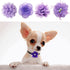 PET SHOW 12pcs Dog Collar Bows and Flowers for Girls Puppies Cats, Embellishment Decor for Small Medium Dogs