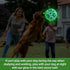 Light Up Dog Ball, Interactive Glow in The Dark Soccer Ball, Tug Water Toy for Small & Medium Dogs, Puppy Gifts (6 Inch)