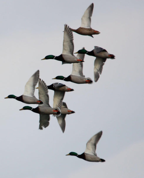 Primos Hunting 805 Duck Call - Easy Mallard Single Reed