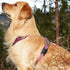 Case-Mate Airtag Dog Collar Holder, Water Resistant Lightweight Protective Airtag Case for Dog Collar - Compatible with