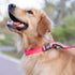 Hyhug Pets Classic Heavy Duty Collar - Solid Color Regular Collar for Large Medium Small Dogs, Candy Pink, Small