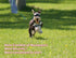 Long Dog Training Leash, Dog Lead with Non-slip Design and Padded Handle, 10/15/33/50 ft, for Any Size Dogs